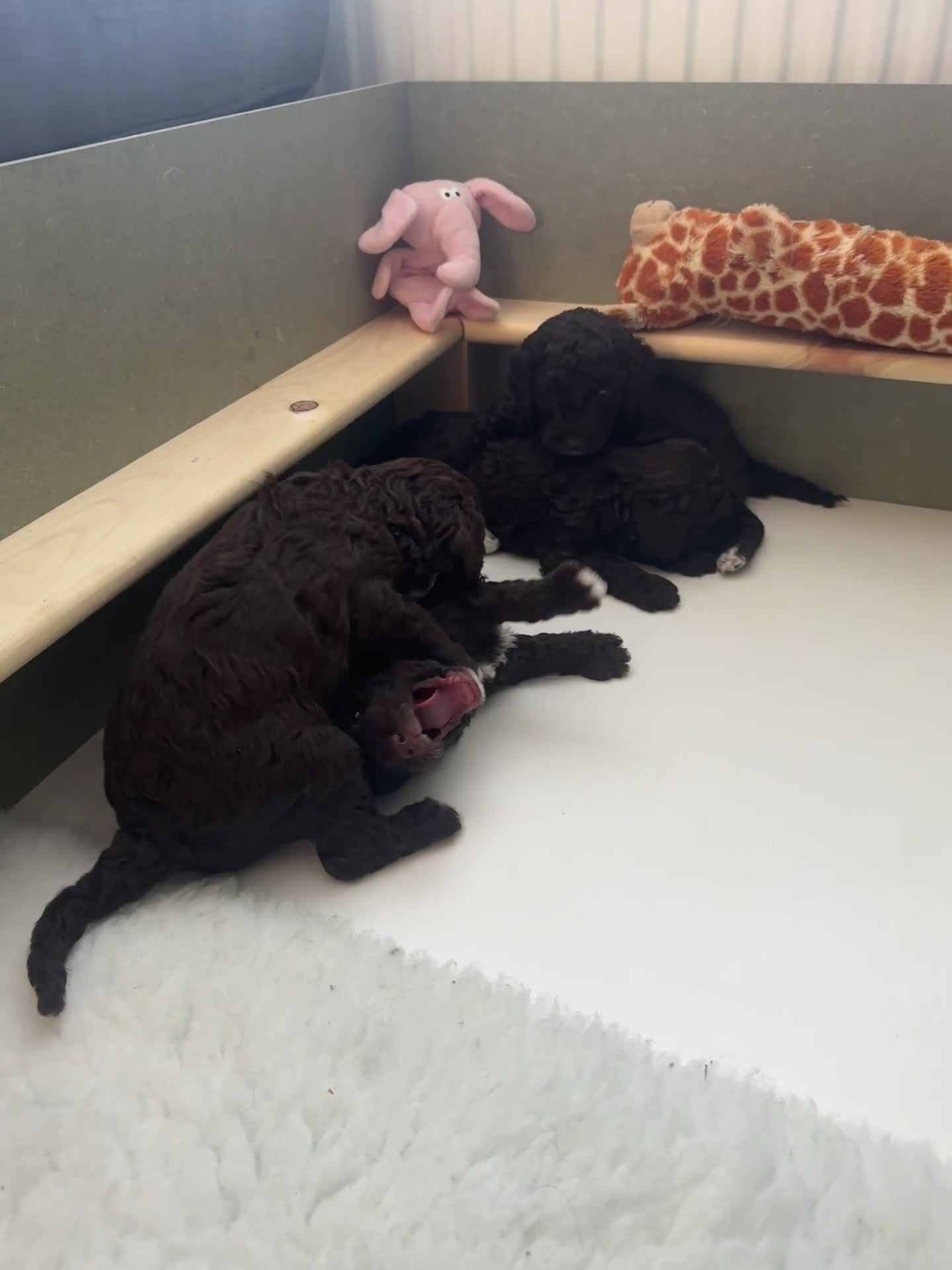 Cockapoo dogs for sale: 🤎 Chocolate Cockapoo’s 🤎 Health Tested 🤎 - Video 5