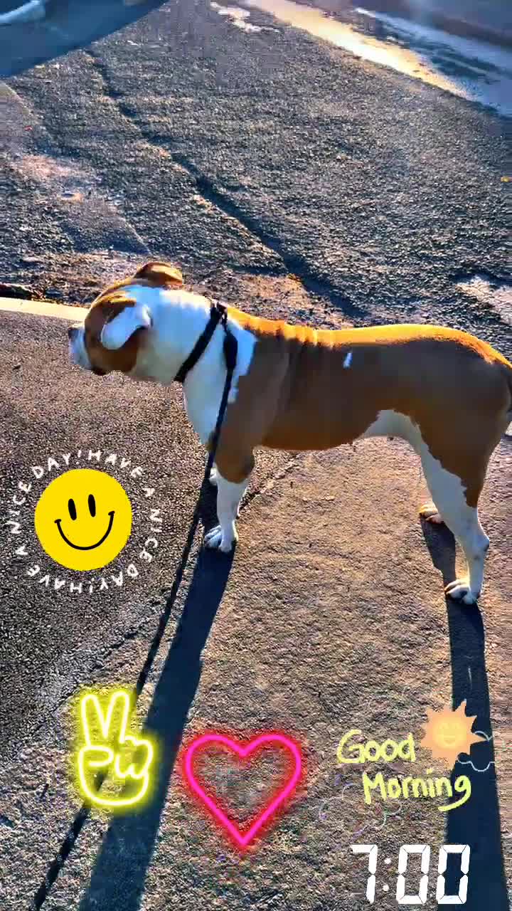 Mixed Breed dogs for stud: Dog stud in Oldham - Video 3