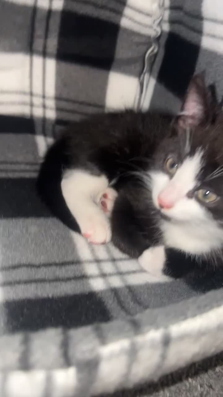 Mixed Breed cats for sale: Black & White Kittens — Loving Homes - Video 3
