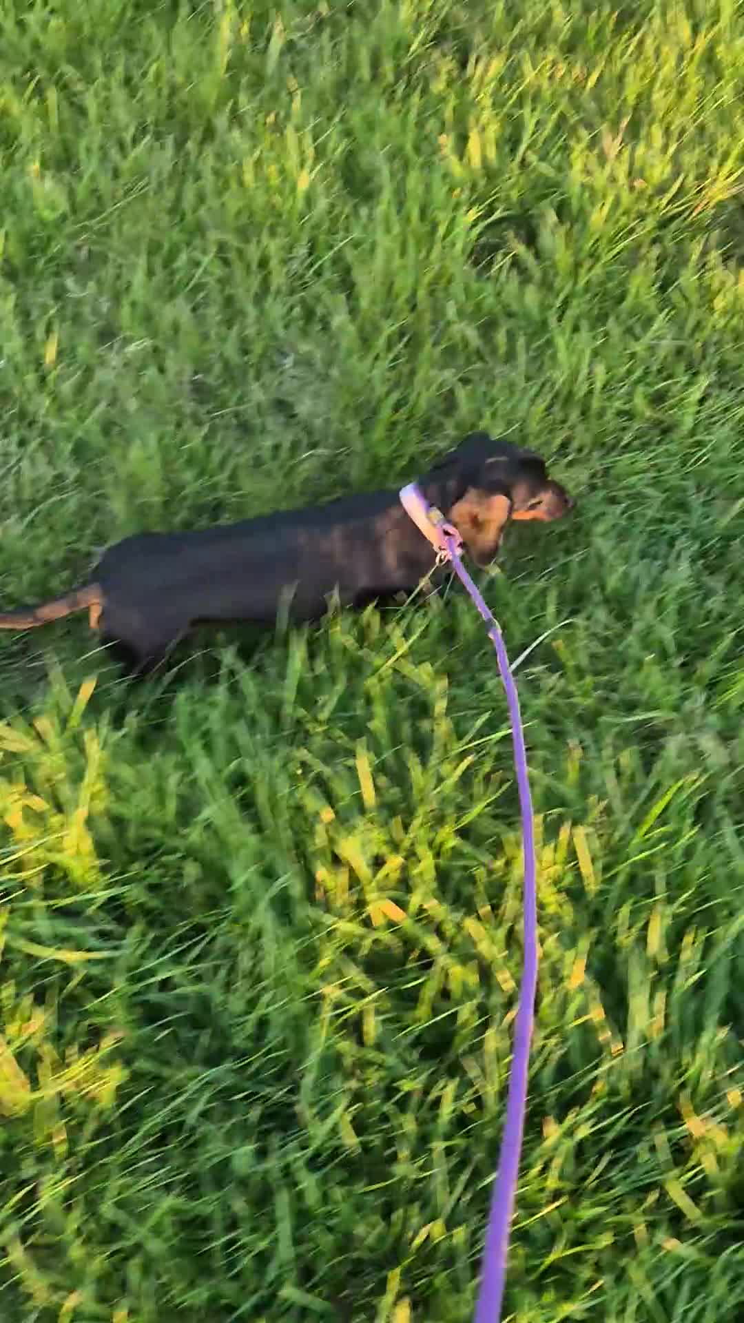 Miniature Dachshund dogs for sale: Miniature dachshund female - Video 1