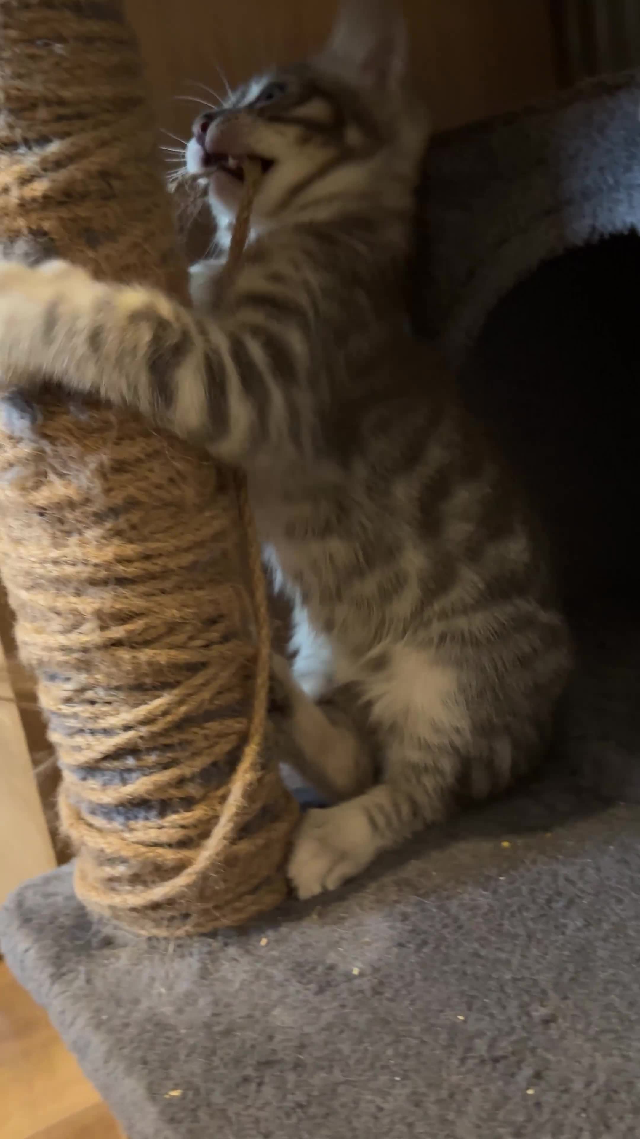 Bengal cats for sale: boys kittens - Video 1