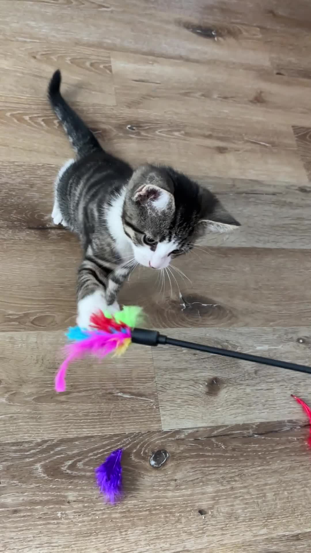 Mixed Breed cats for sale: Beautiful tabby kittens  - Video 2