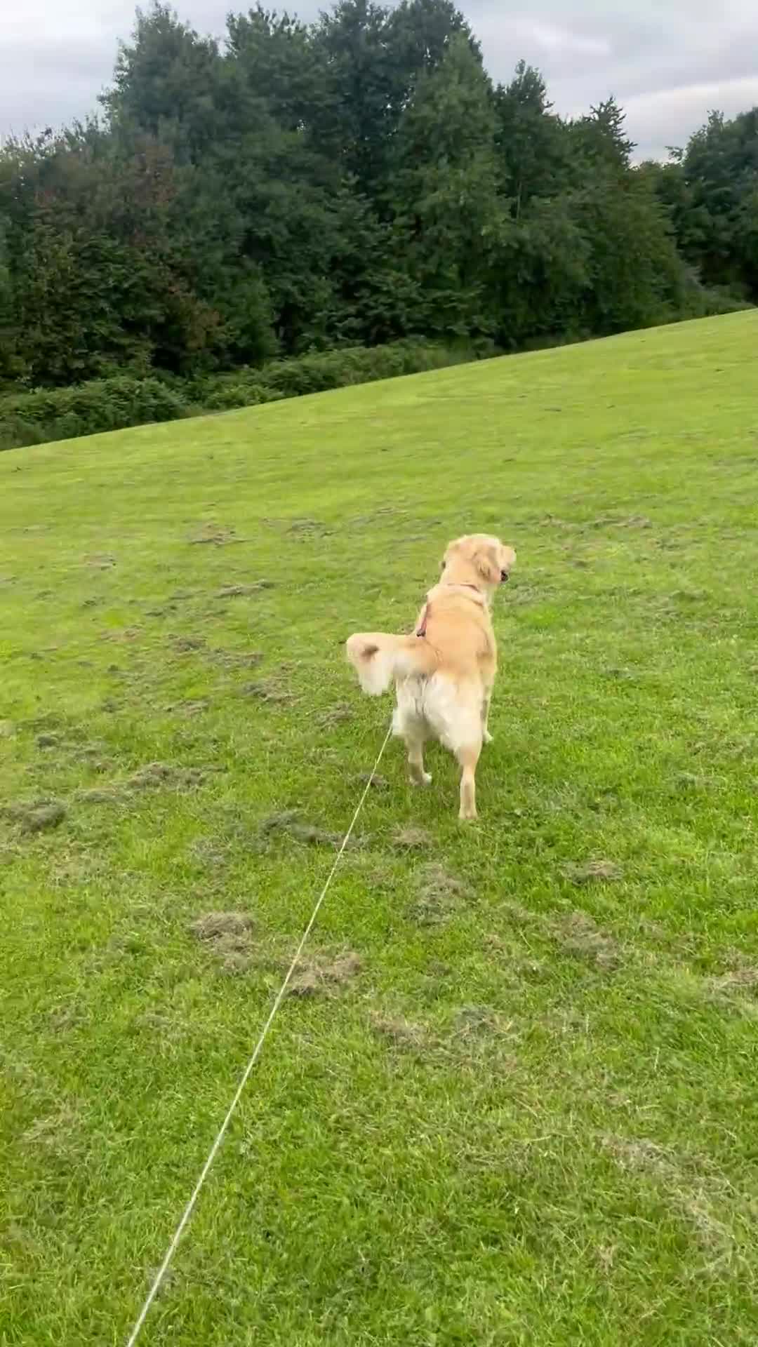 Goldador dogs for sale: Lottie 3 year old Goldador - Video 2