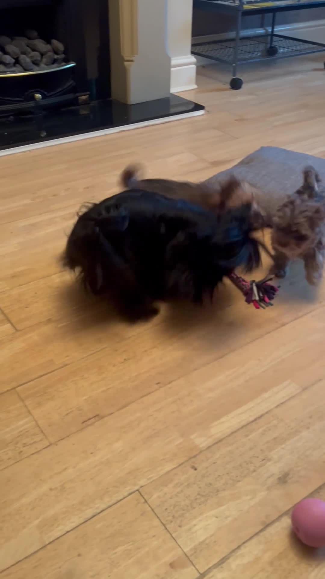 Biewer Terrier dogs for sale: Choco,black & ocean pearl Biewer Terrier - Video 3