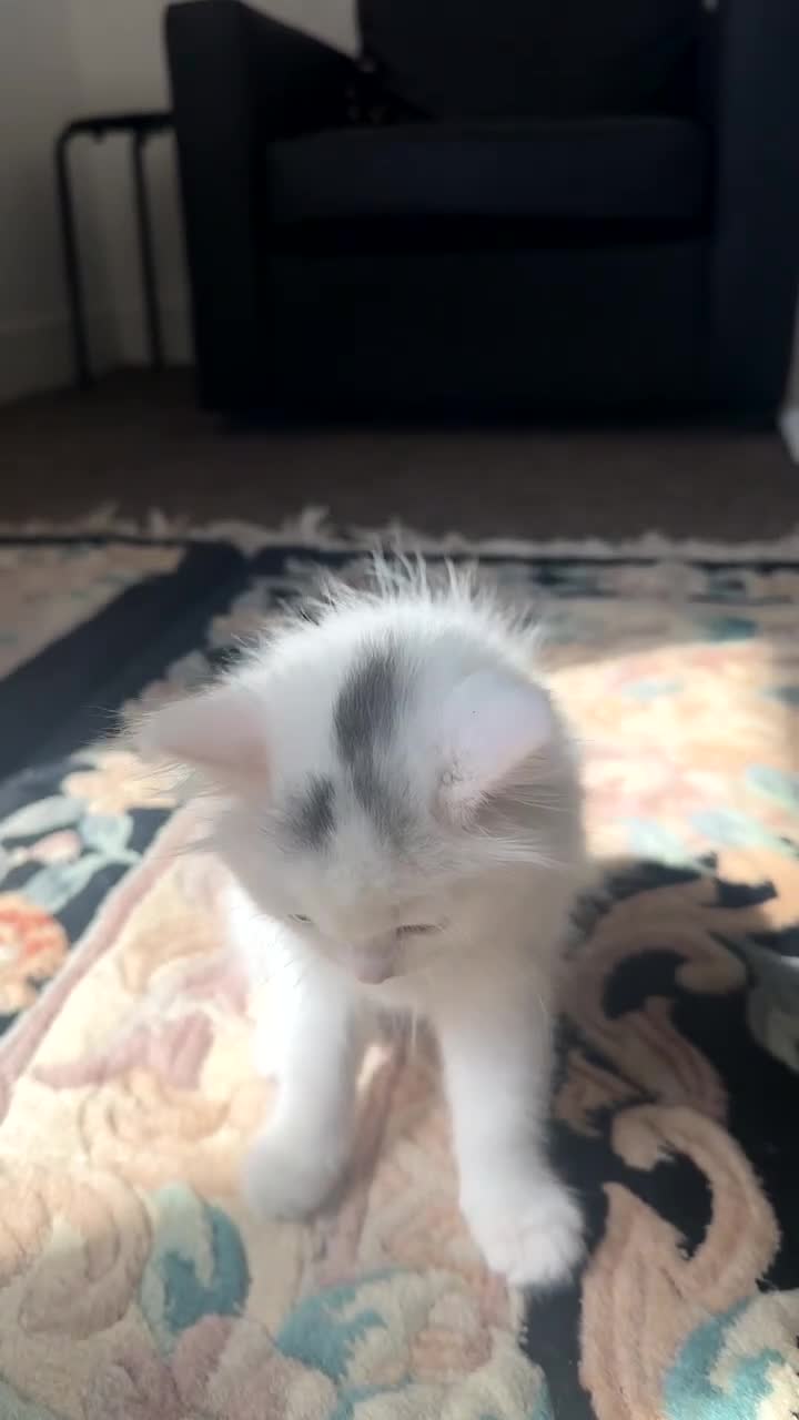 British Longhair cats for sale: Last Female Kitten available  - Video 3