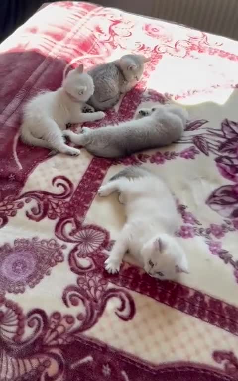 British Shorthair cats for sale: White British Shorthair Kittens – Rare Red Eyes - Video 1