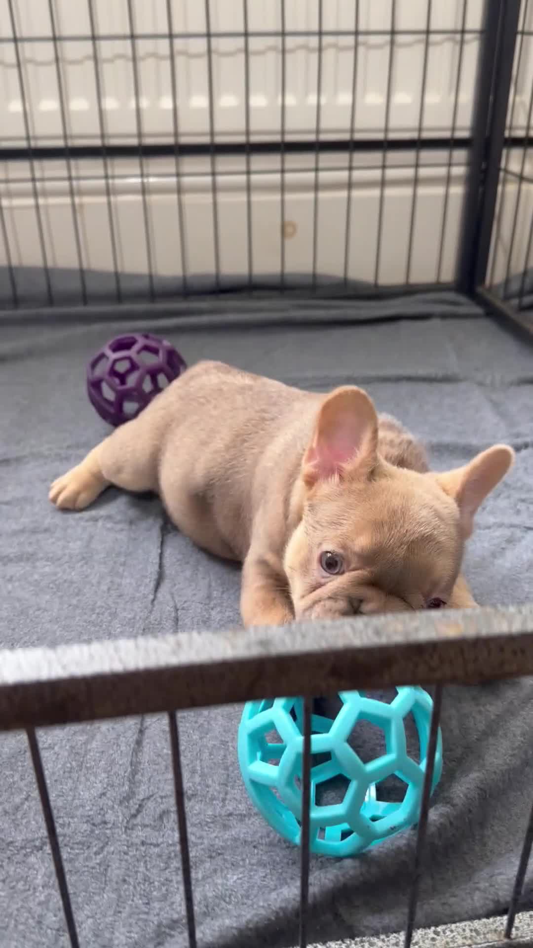 French Bulldog dogs for sale: New Shade Isabella  Puppies/Last boy - Video 2