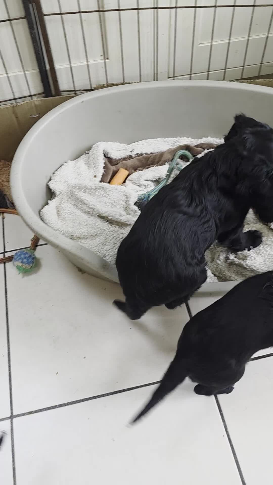 Cocker Spaniel dogs for sale: LAST BOY REMAINING REDUCED kc reg! Cocker spaniel - Video 1
