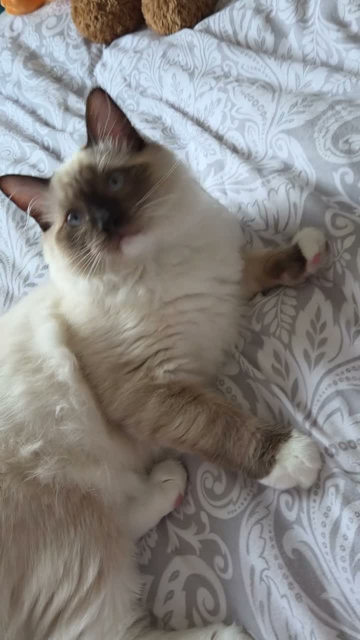 Ragdoll cats for sale: Chunky Ragdoll boys 😍 - Video 1