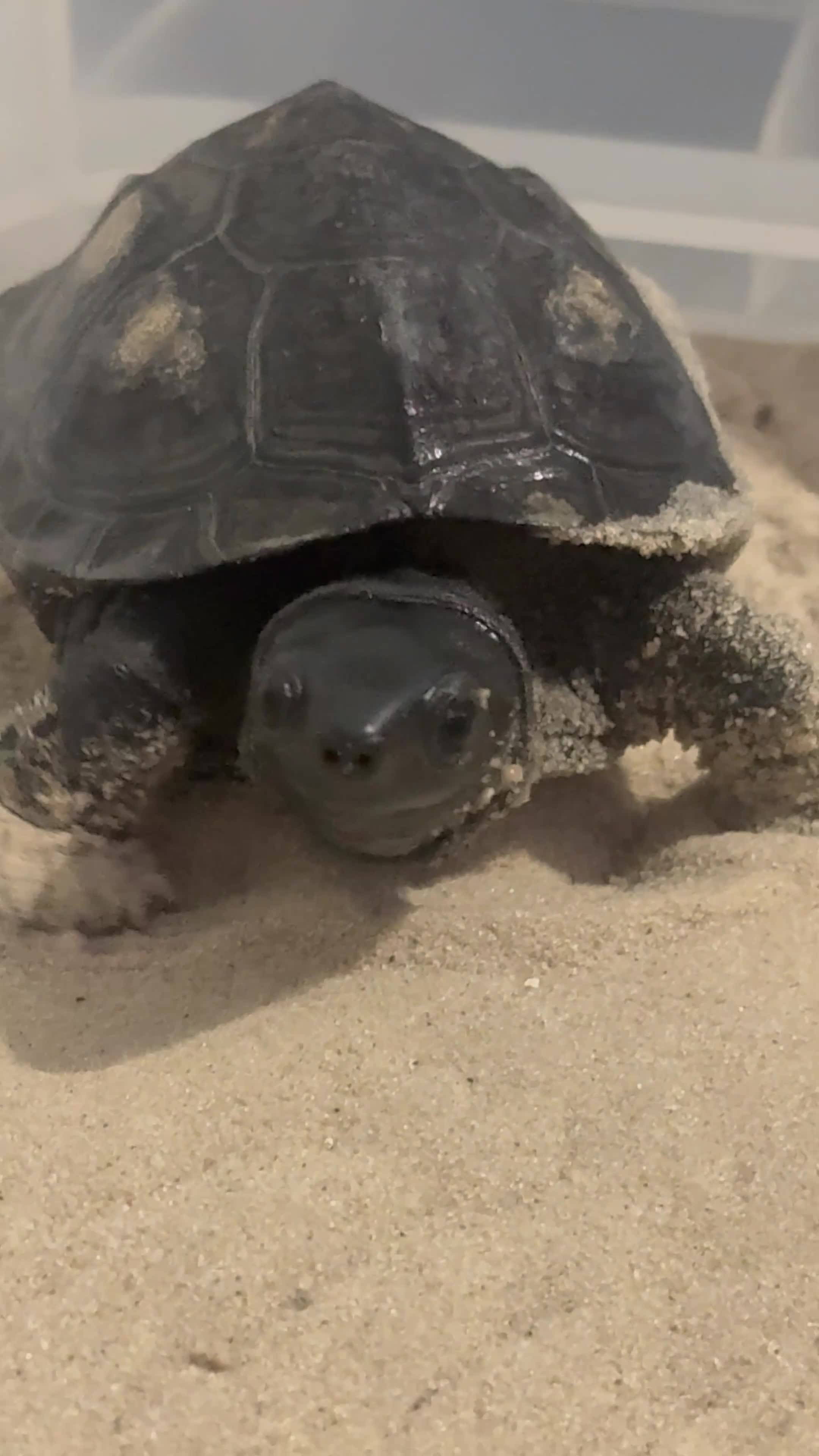 Turtle reptiles for sale: Japanese Pond Turtle in London - Video 1