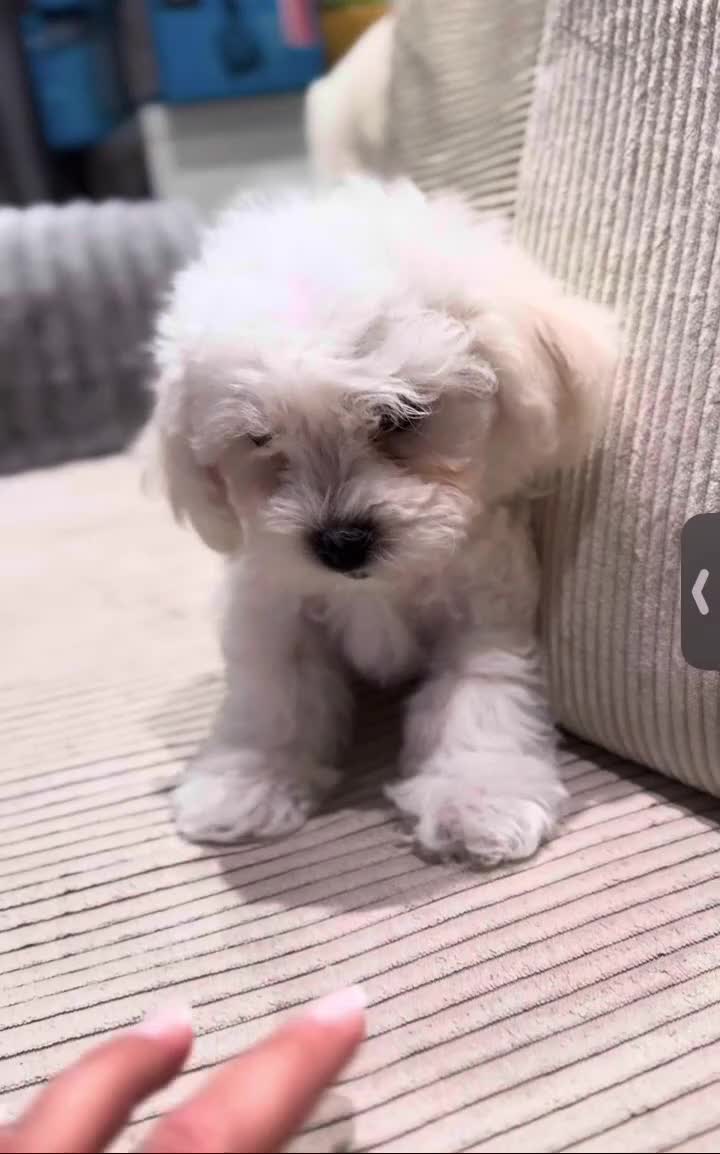 Bichon Frise dogs for sale: Puppy in London - Video 1