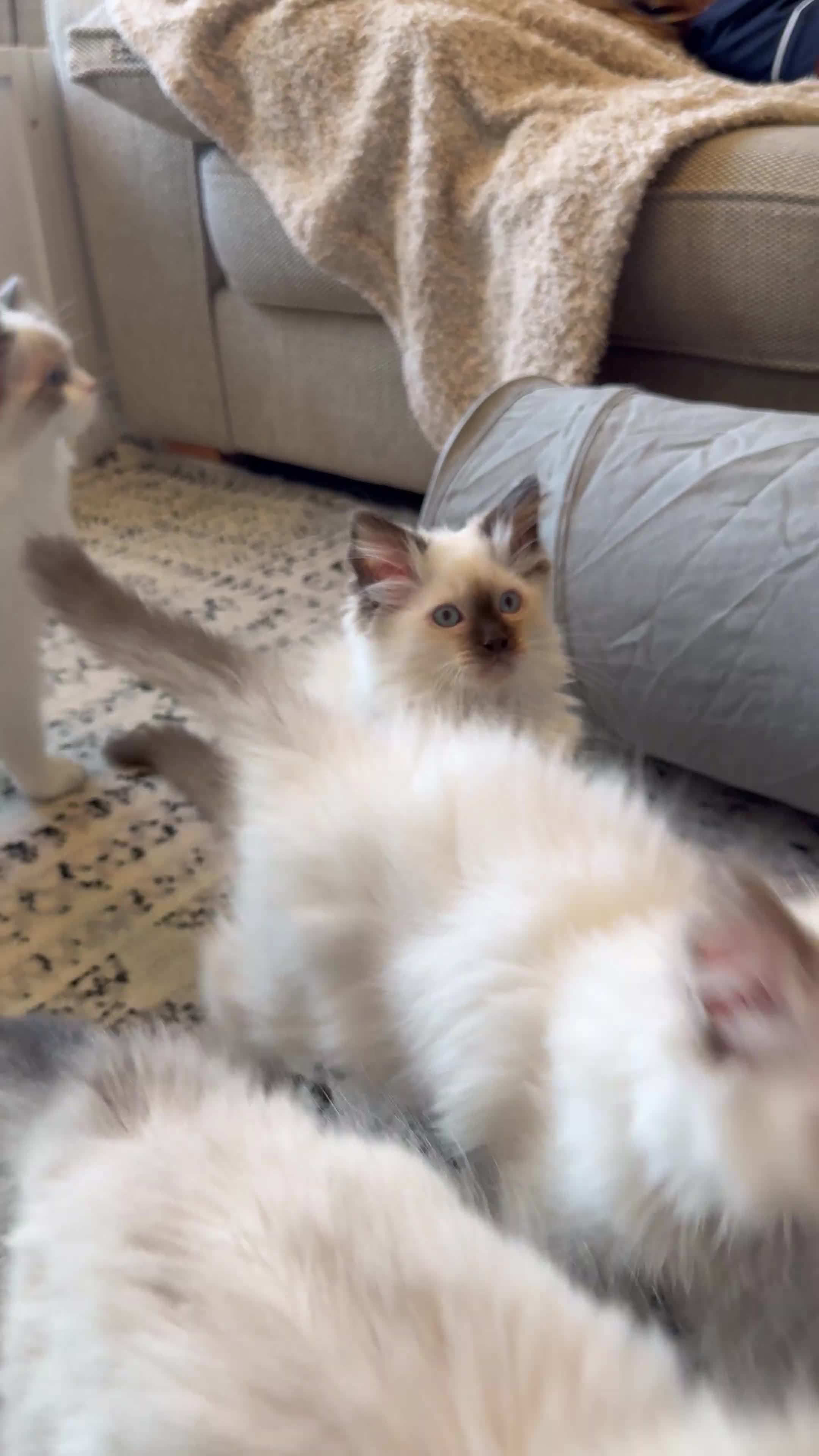 Ragdoll cats for sale: *REDUCED*GCCF Registered Ragdolls Blue/Seal/Lynx - Video 1