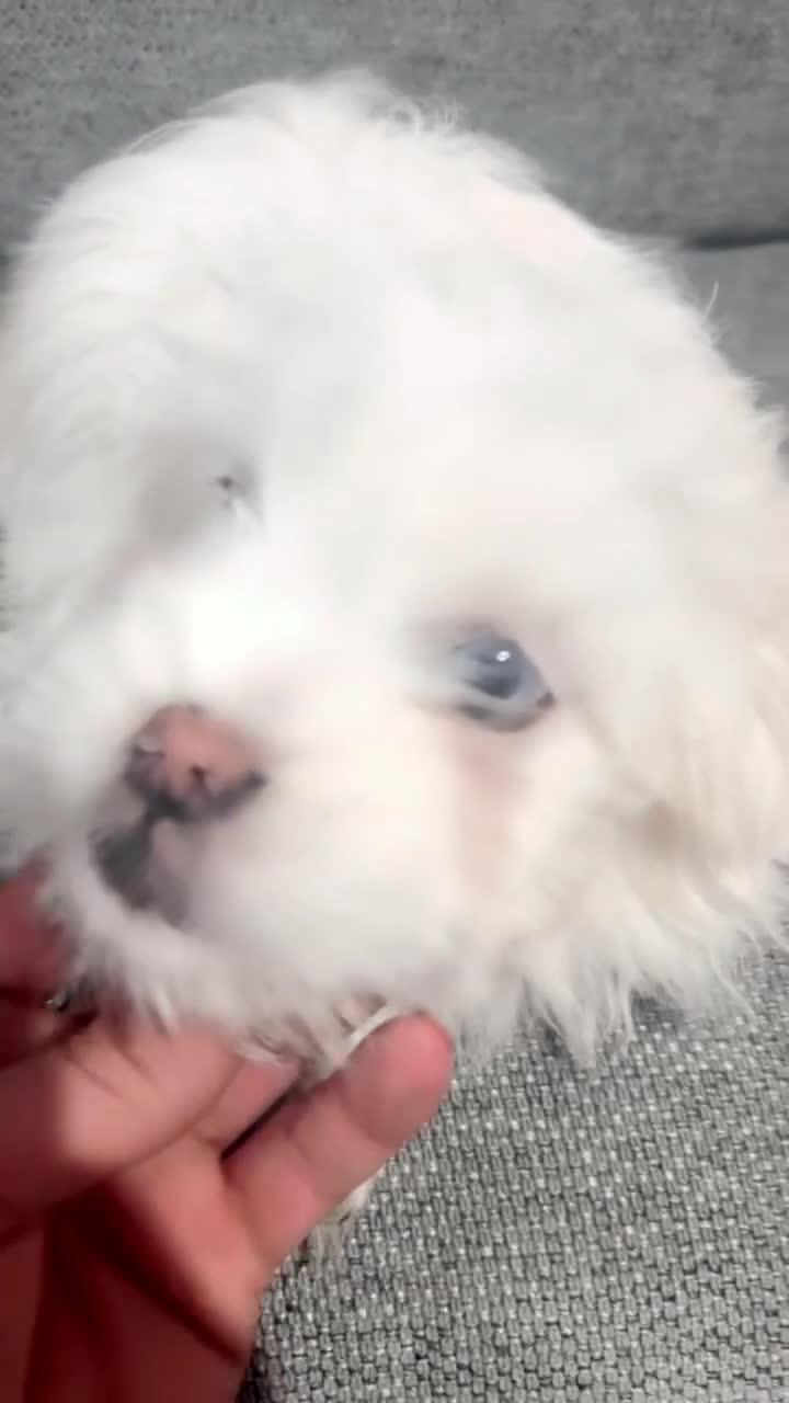 Mixed Breed dogs for sale: 🐶 3 Male Puppies Mix Shih Tzu x Pomeranian - Video 2