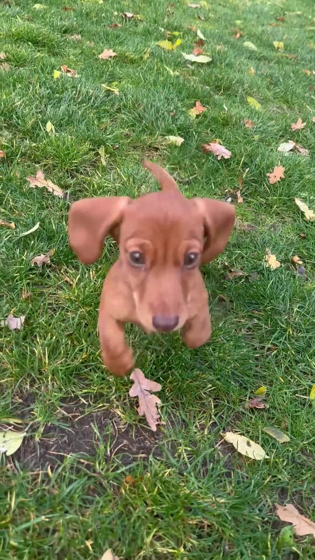 Miniature Dachshund dogs for sale: Mini smooth red dachshund girl - Video 1