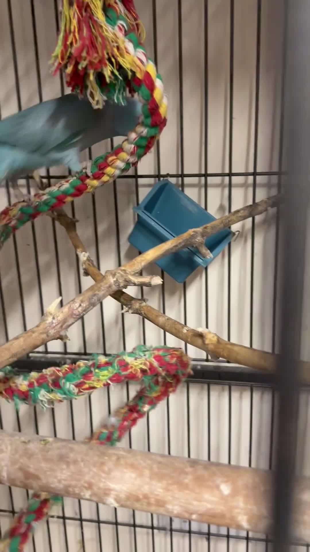 Ringnecks birds for sale:  for sale beautiful pair  - Video 4