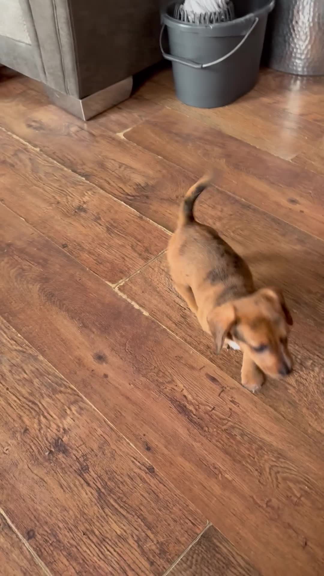 Chiweenie dogs for sale: 5 beautiful mini dachshund x chihuahua puppies - Video 3