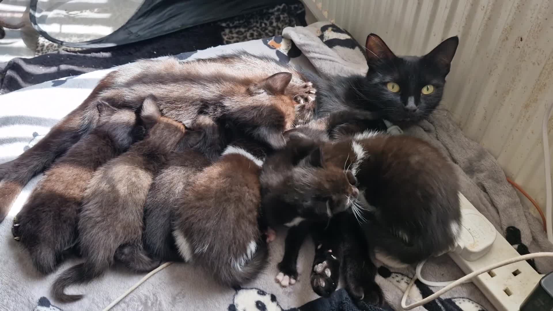 Mixed Breed cats for sale: 5 black/ black and white kittens - Video 3