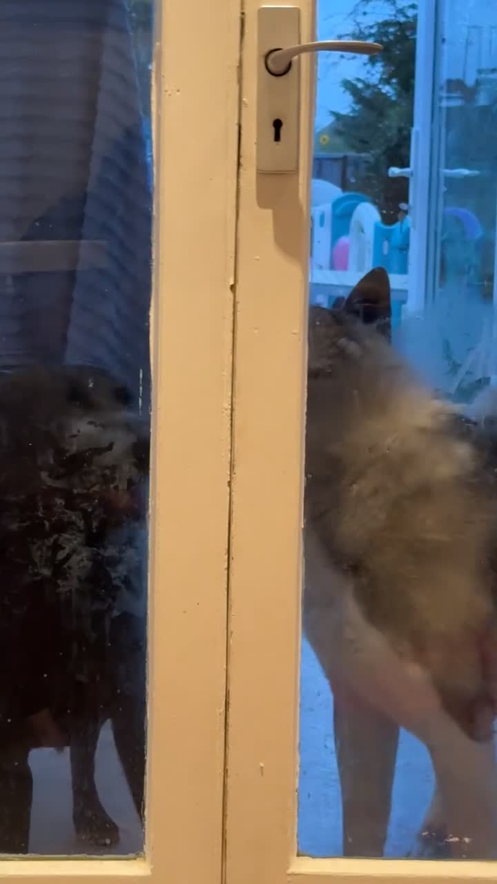 Akita dogs for sale: Male American Akita   in Clacton-on-Sea - Video 3