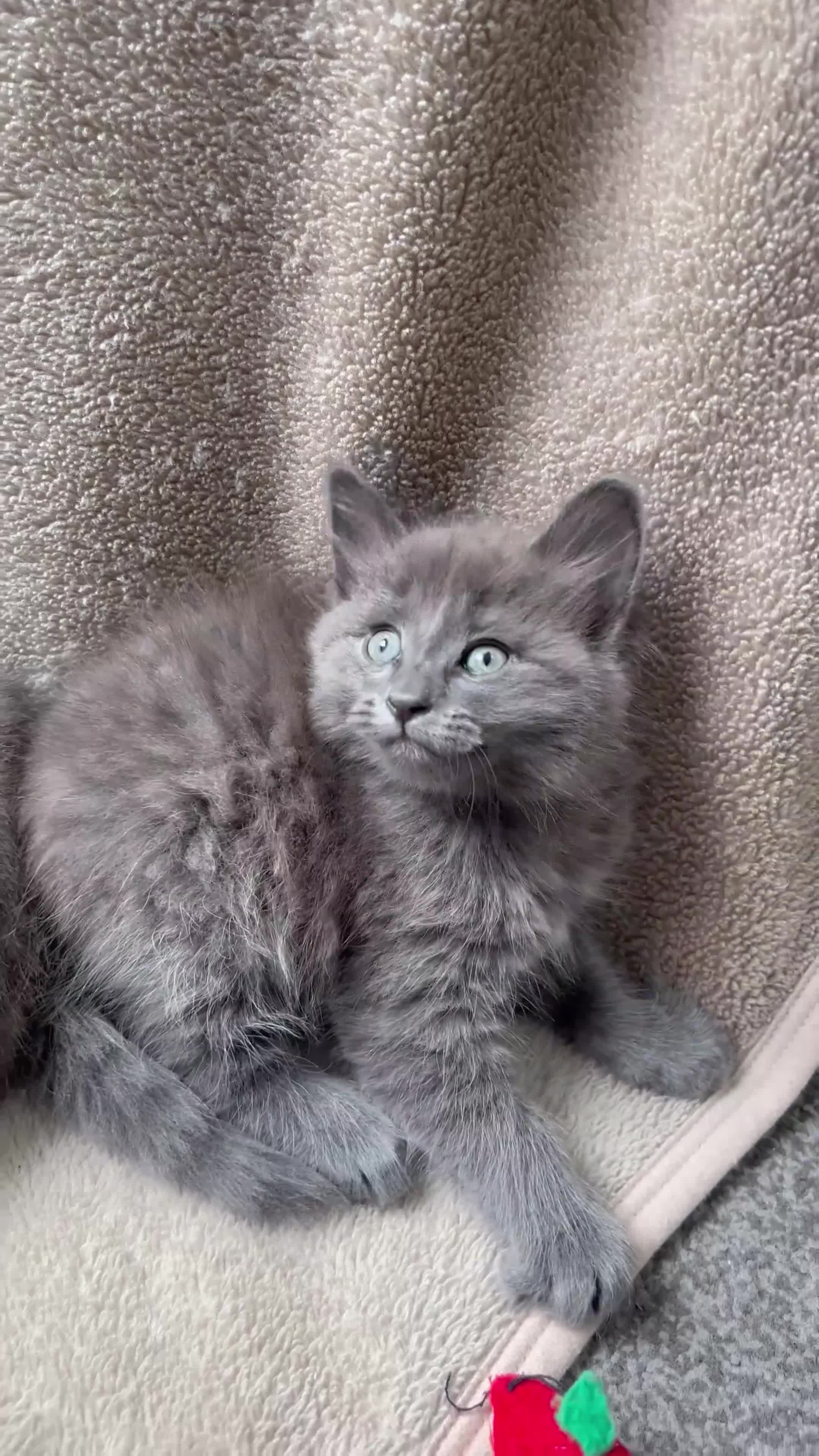 Mixed Breed cats for sale: Russian blue mixed breed kittens  - Video 2