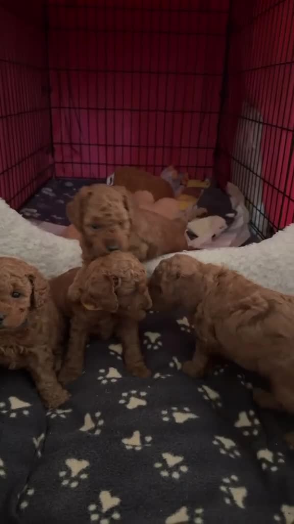 Toy Poodle dogs for sale: Red toy poodle - Video 1
