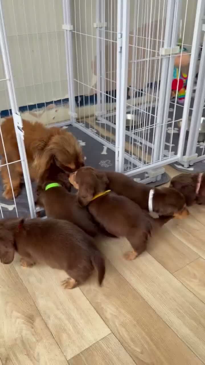 Miniature Dachshund dogs for sale: Kc Kaninchen dachshund weeny weeny  - Video 2