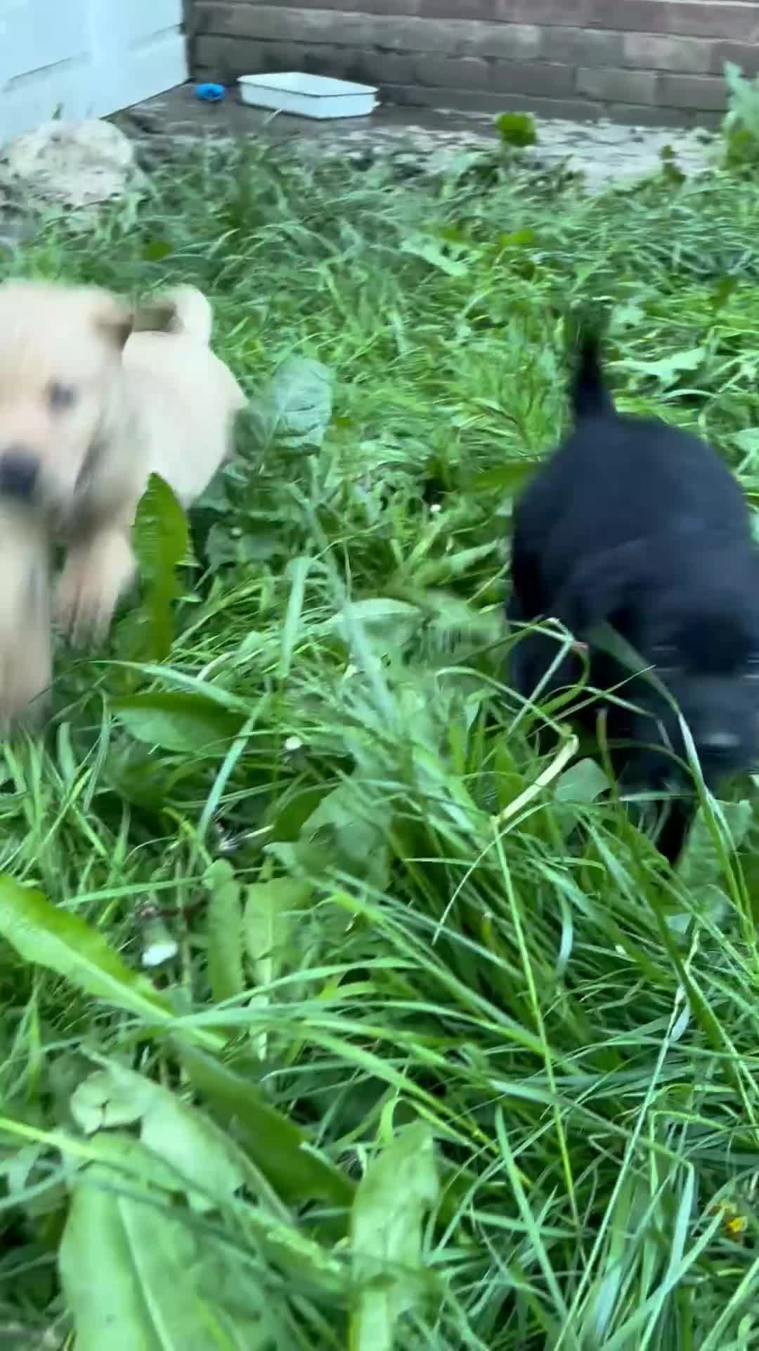 Labrador Retriever dogs for sale: Beautiful Labrador Puppies Ready for Loving Homes - Video 1