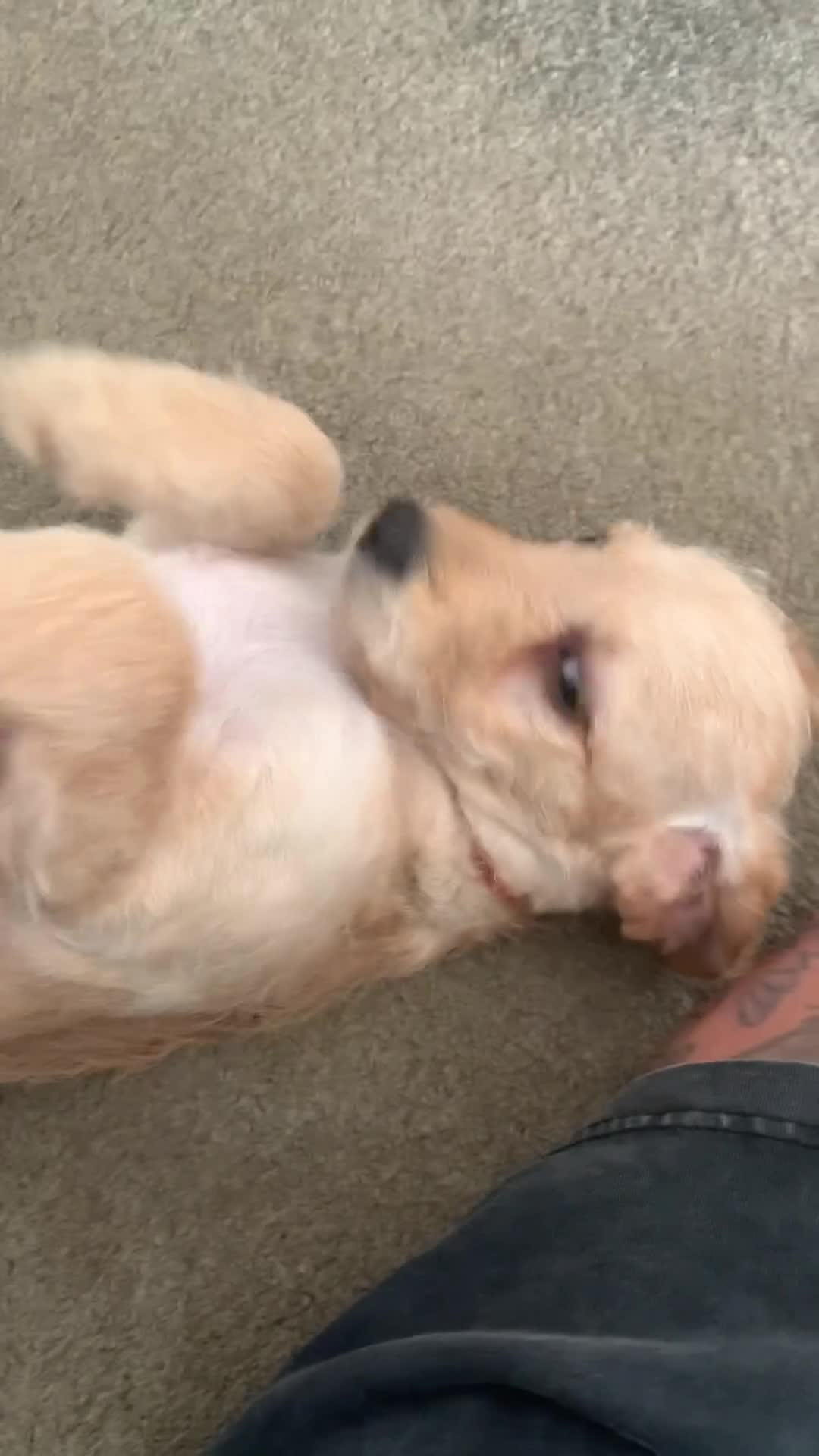 Double Doodle dogs for sale: Double doodles - Video 1
