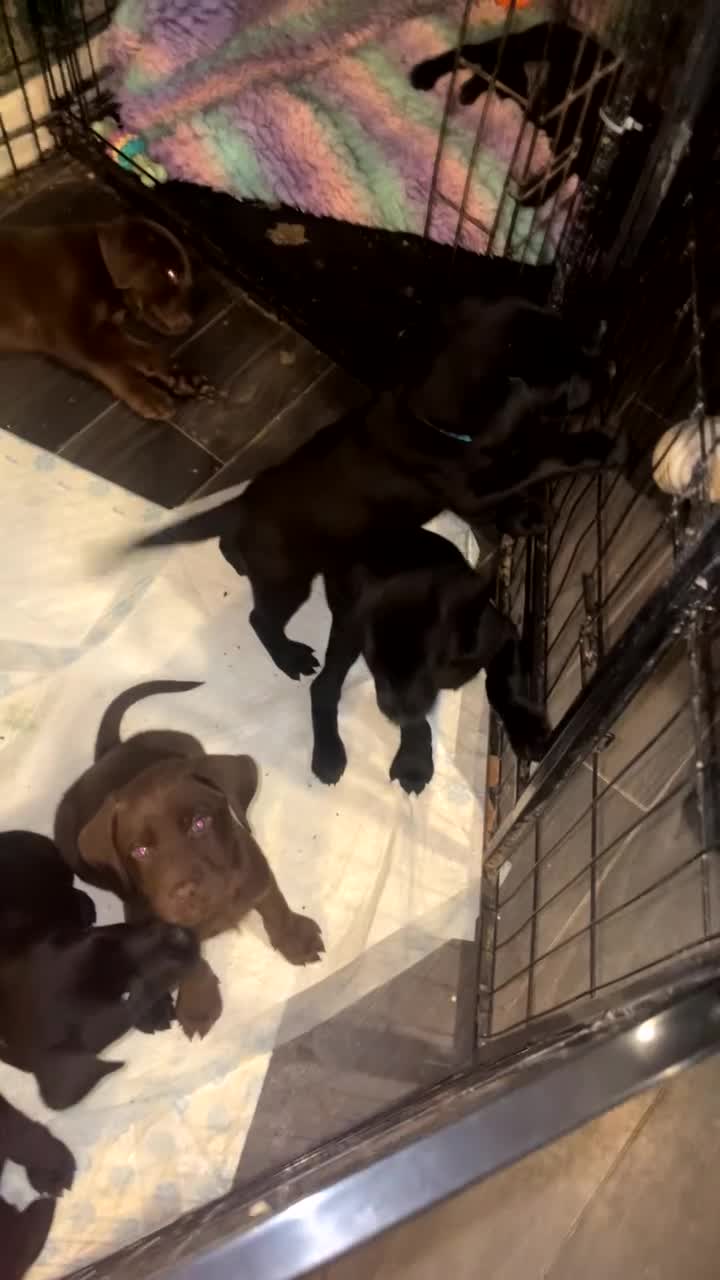 Mixed Breed dogs for sale: Labrador retriever cross - Video 1