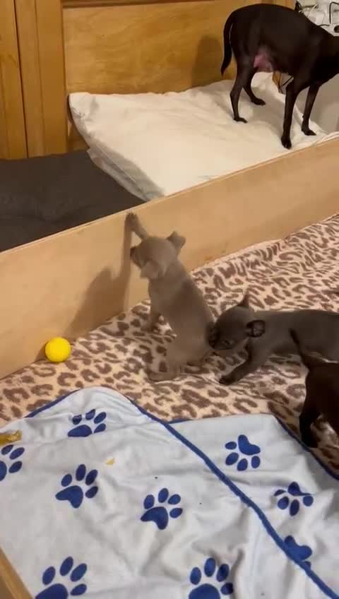 Chihuahua dogs for sale: KC Reg short-hair Chihuahua apple-headed puppies - Video 2