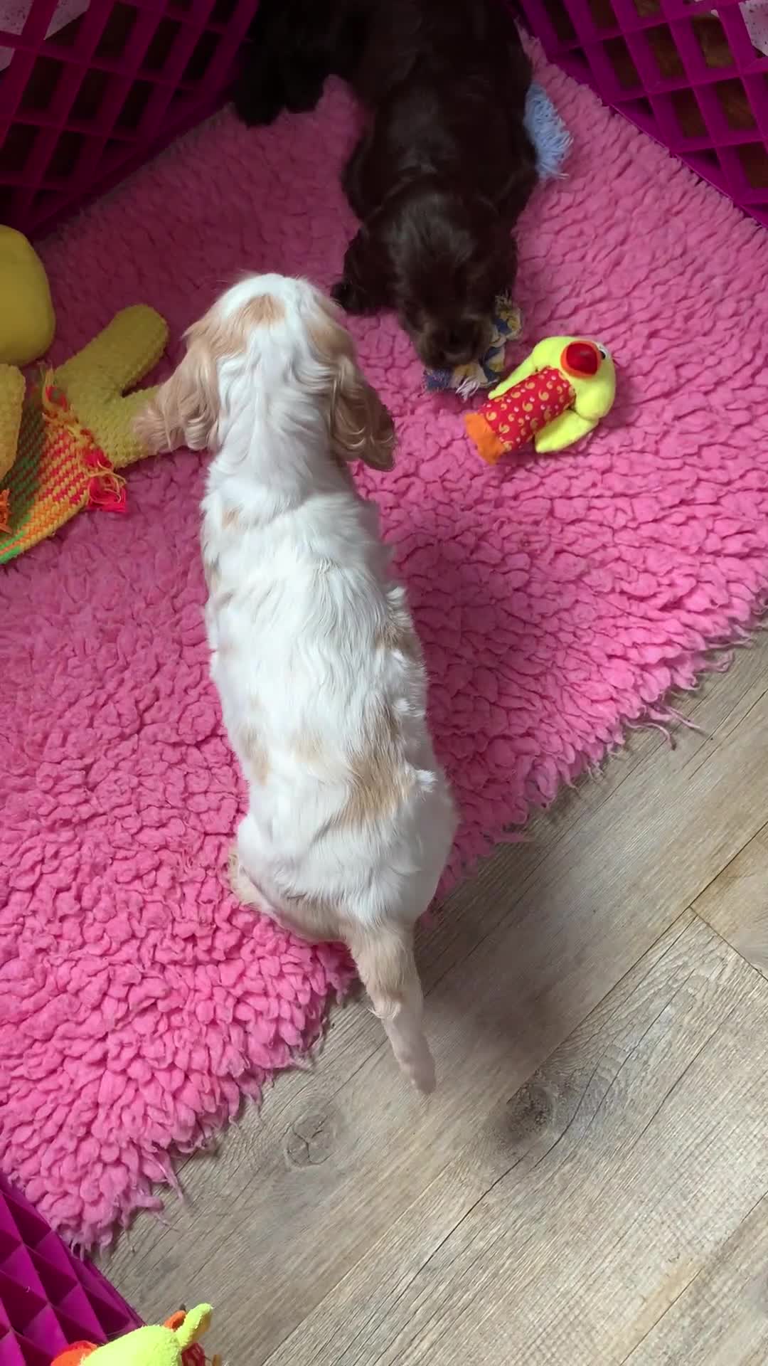 Cocker Spaniel dogs for sale: 5* LICENSED READY KC SHOW H/TESTED PUPPIES  - Video 4
