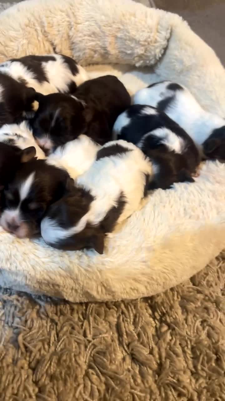 Havanese dogs for sale: Exceptional KC Reg Havanese Puppies – 5⭐ Pedigree, - Video 2