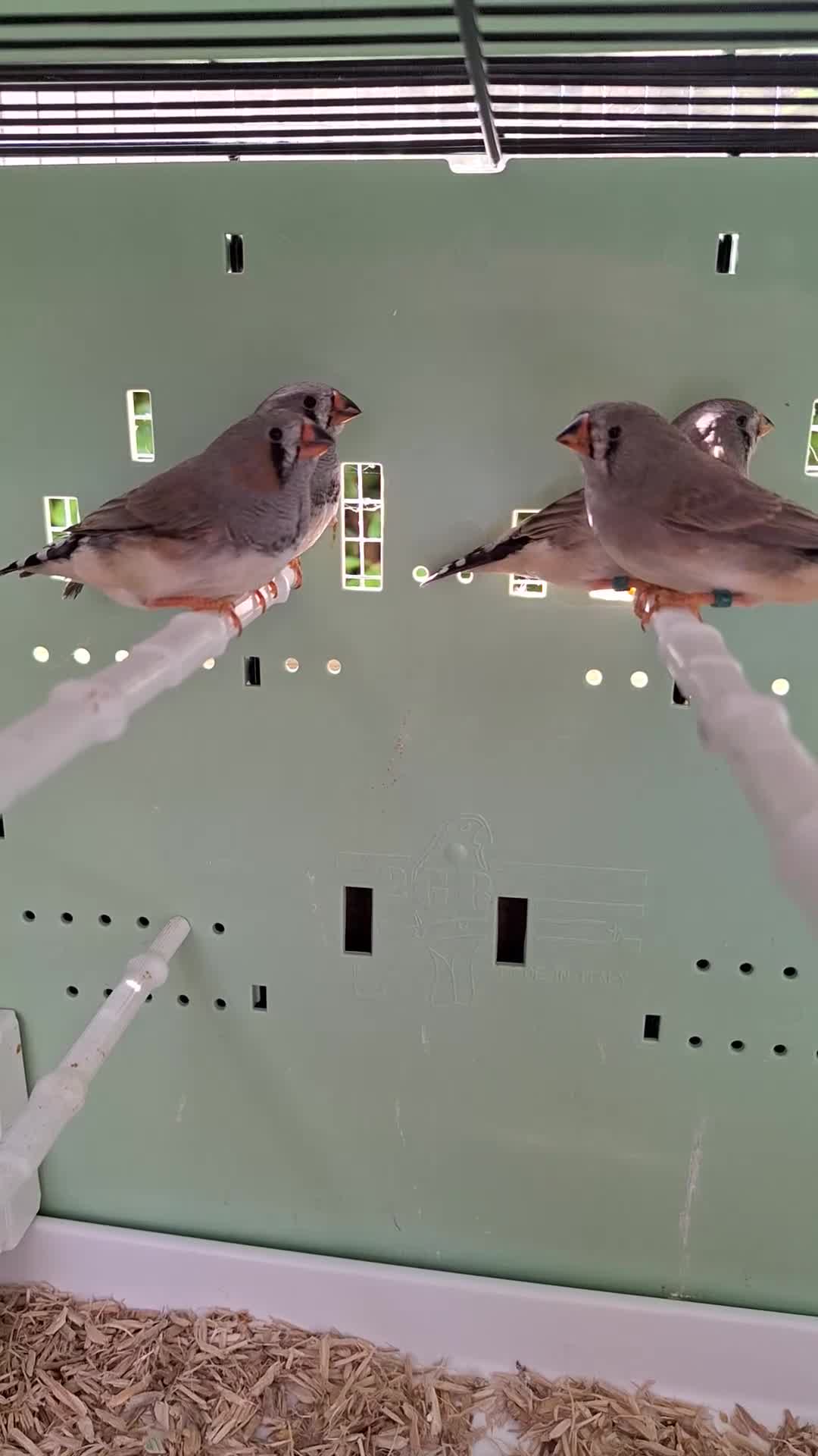 Finches birds for sale: Baby zebra finches  in Daventry - Video 1