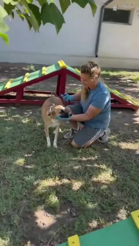 Mixed Breed dogs for adoption: CODY – Soft Lurcher-Type Soul ❤️ - Video 1