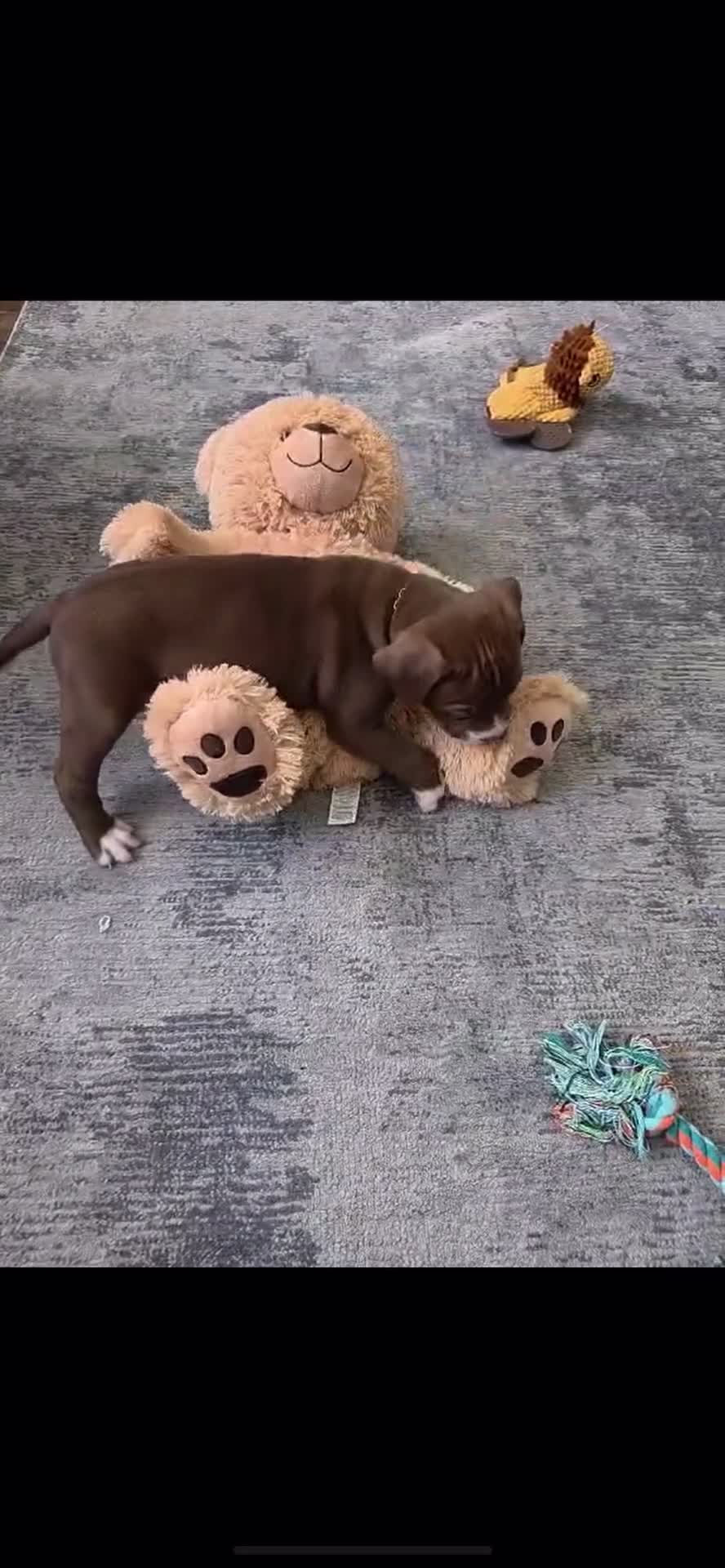 American Bully dogs for sale:  Medium Bully Puppies–XL are banned, these are NOT - Video 2