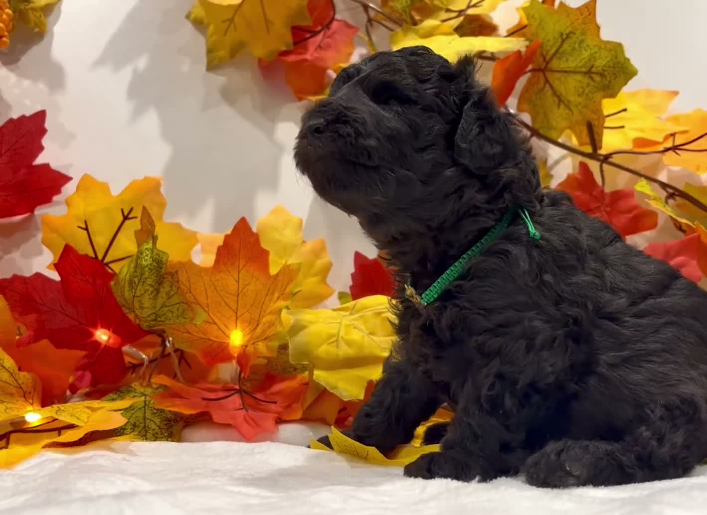 Miniature Poodle dogs for sale: 🌟RARE Silver Miniature Poodle Puppies DNA CLEAR🌟 - Video 1