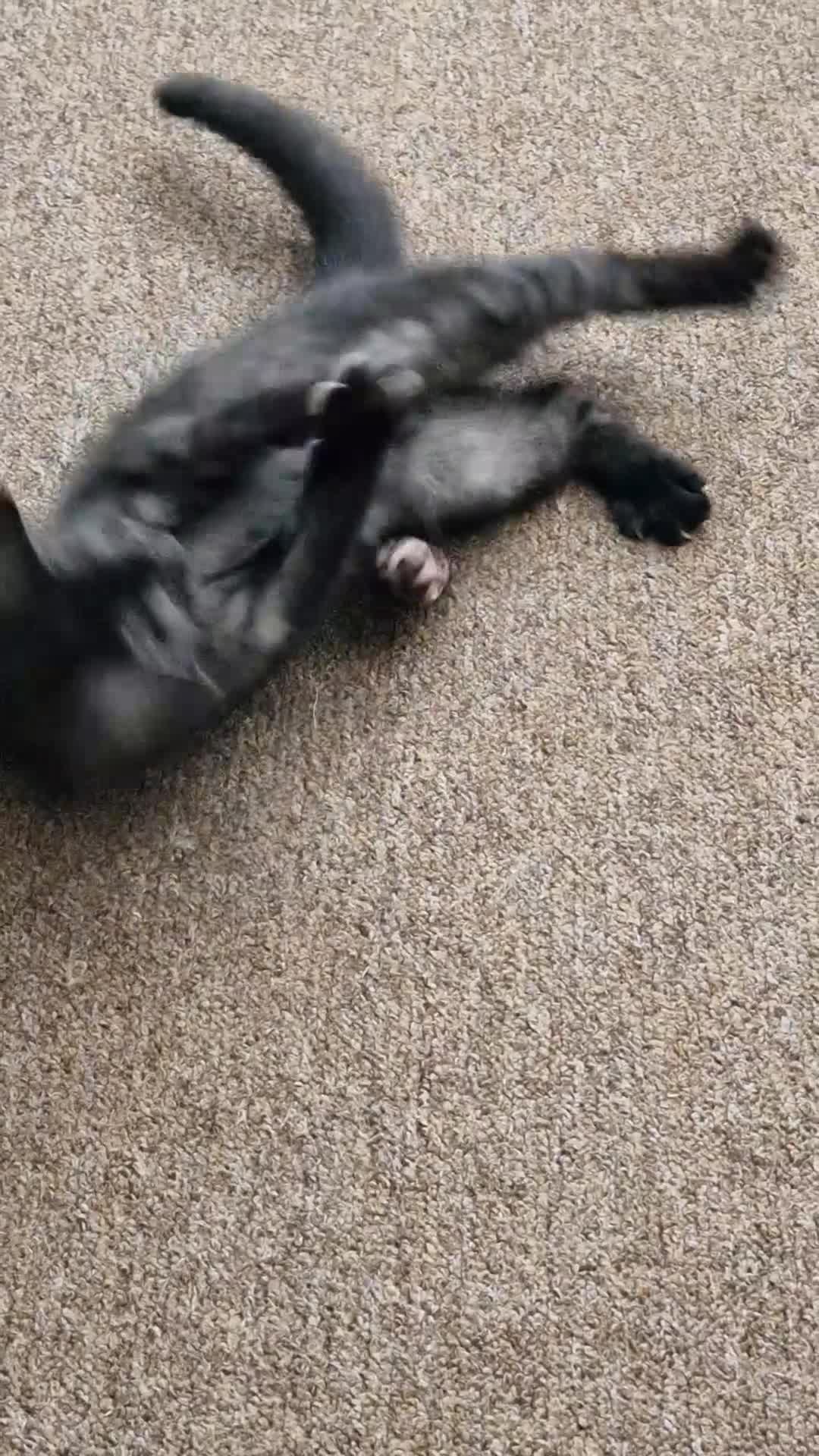 British Shorthair cats for sale: 14 WEEKS BROWN TABBY KITTEN  - Video 3
