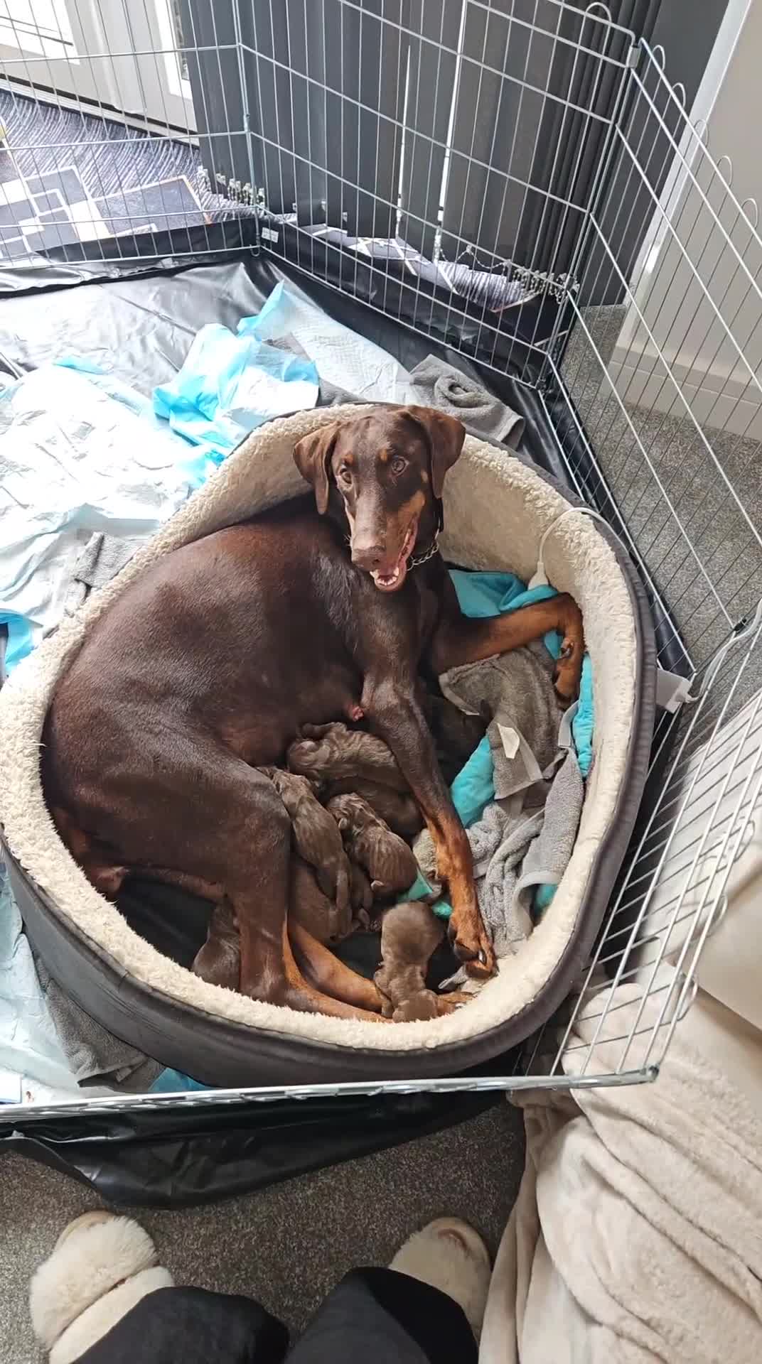 Dobermann dogs for sale: Doberman Puppies For Sale with FREE pet insurance - Video 1