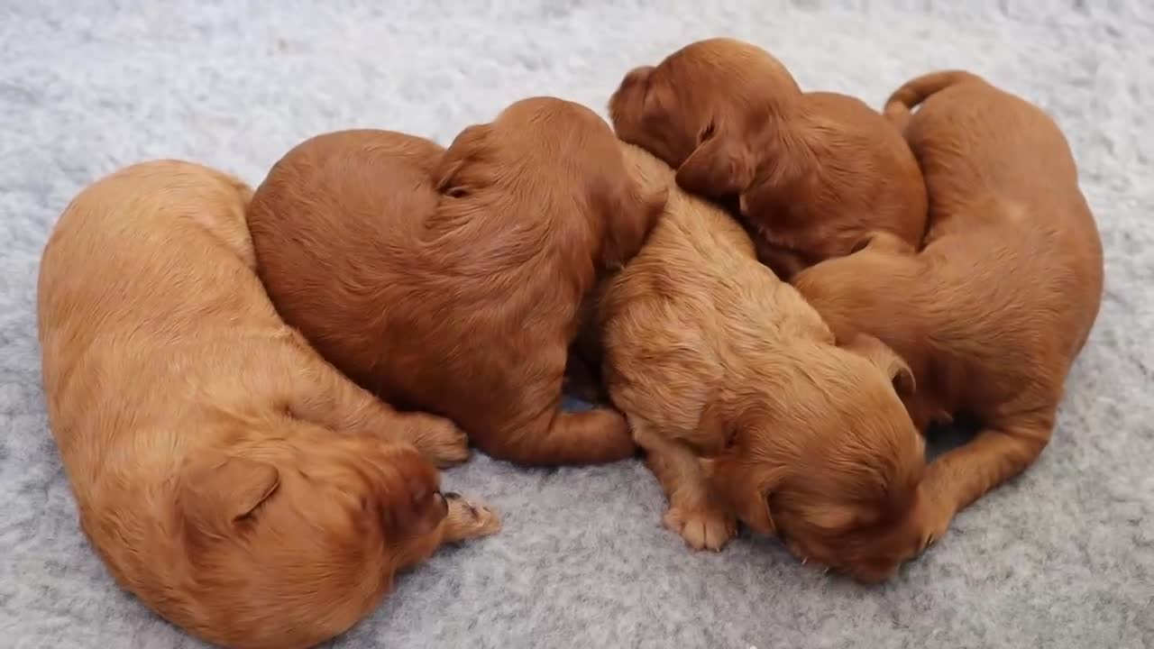Cockapoo dogs for sale: Stunning F1 puppies Champions Bloodlines  - Video 2