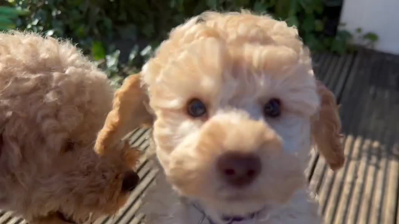 Toy Poodle dogs for sale: KC Pedigree Toy Poodle Puppies  - Video 2