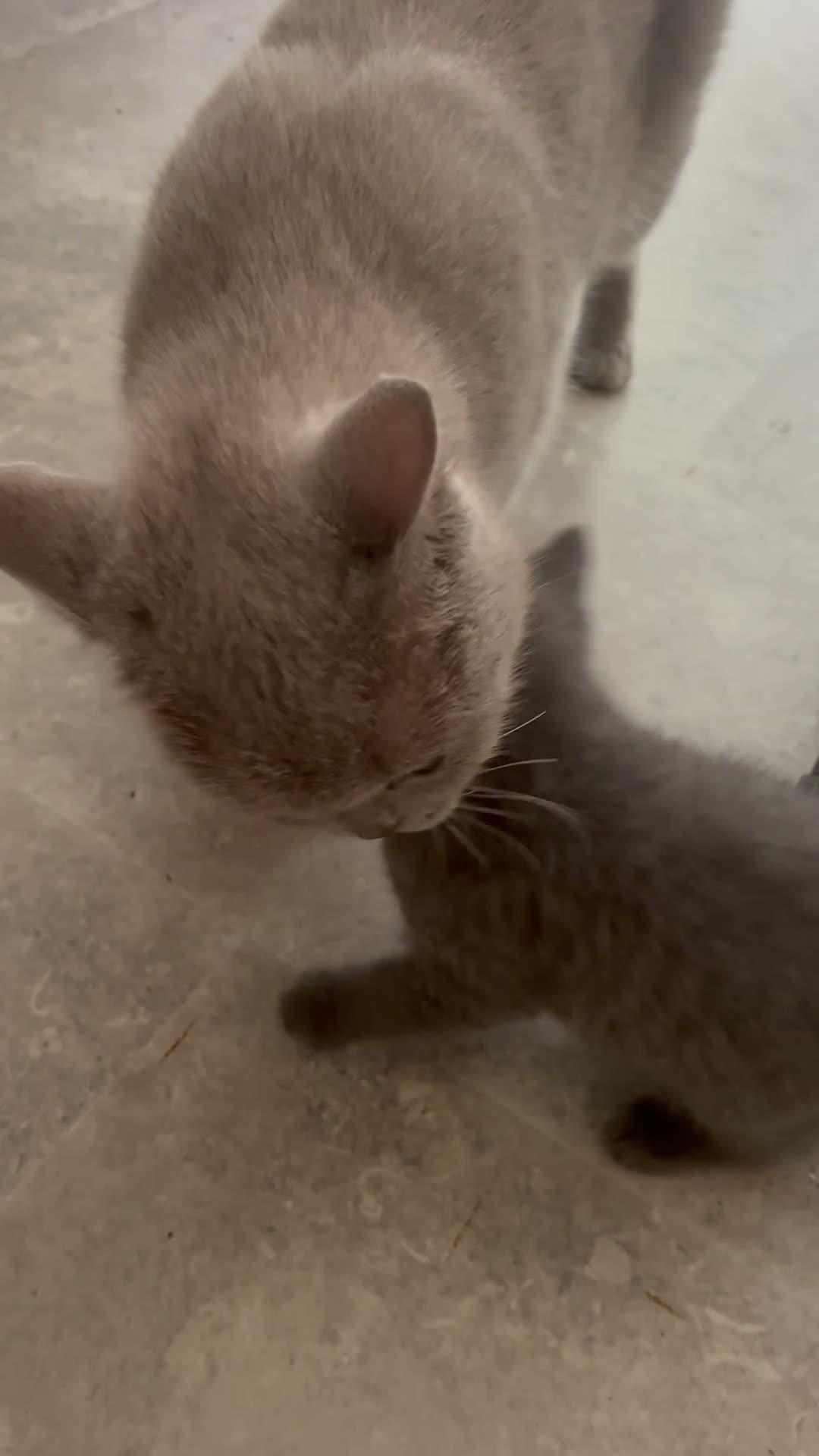 British Shorthair cats for sale: 🐻 MR. BEAR 🐻 Mixed BsH boy - Video 1