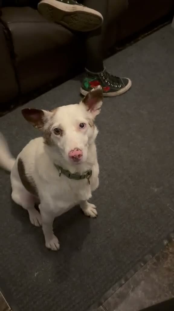 Mixed Breed dogs for adoption: ❤️🐶 SAGA – PLEASE DON’T SCROLL.. in Retford - Video 1