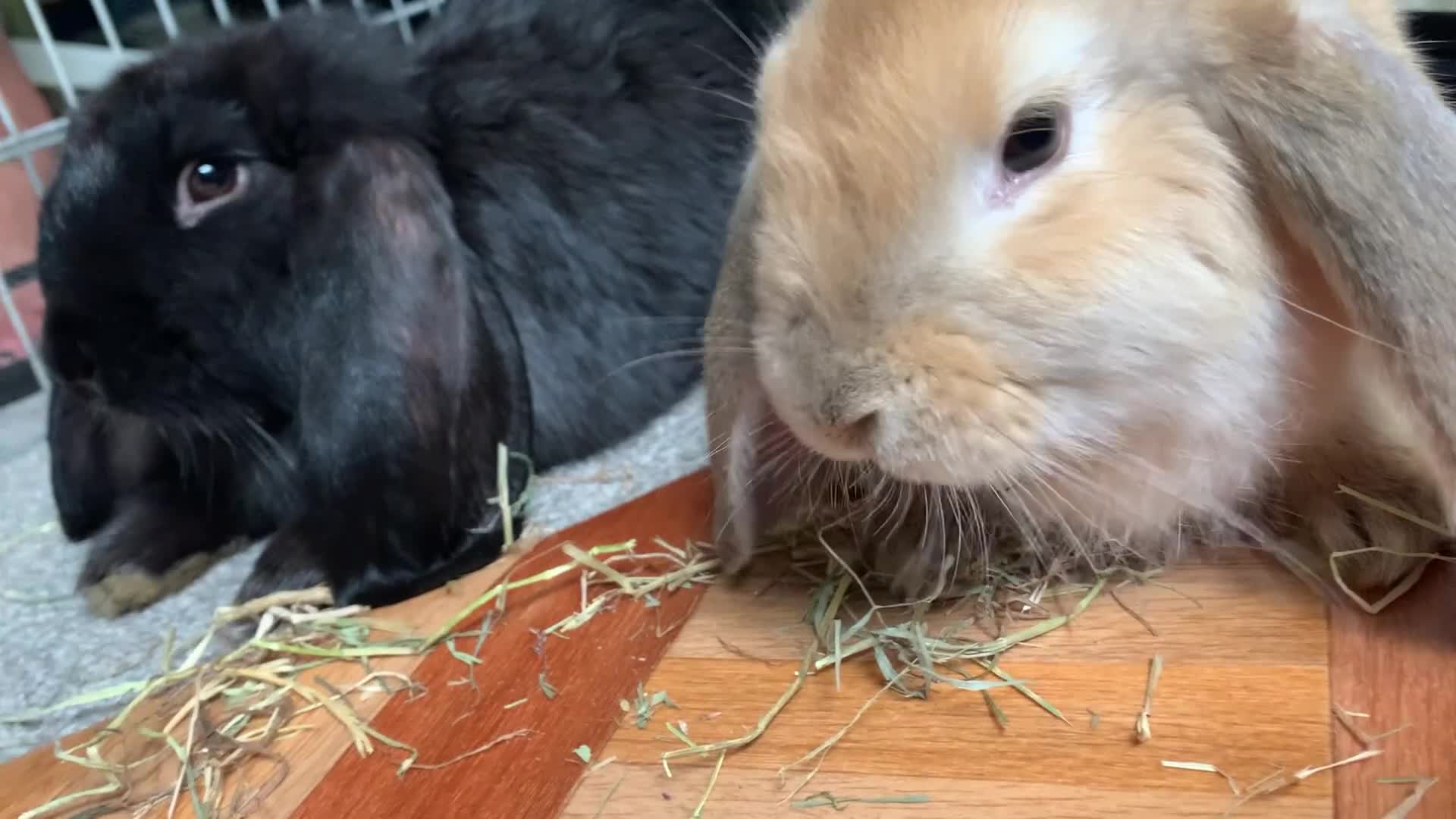 French Lop rabbits for sale: Two giant French lops in Verwood - Video 2