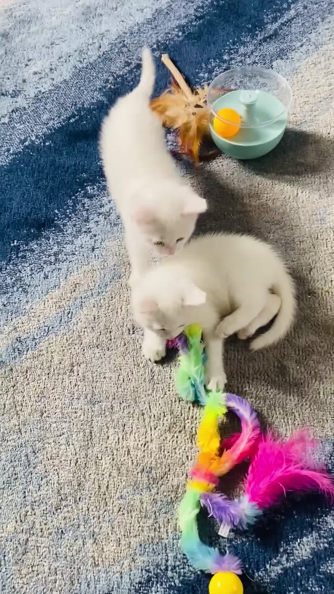 Bengal cats for sale: Snow Bengal/ khao manee kittens - Video 5