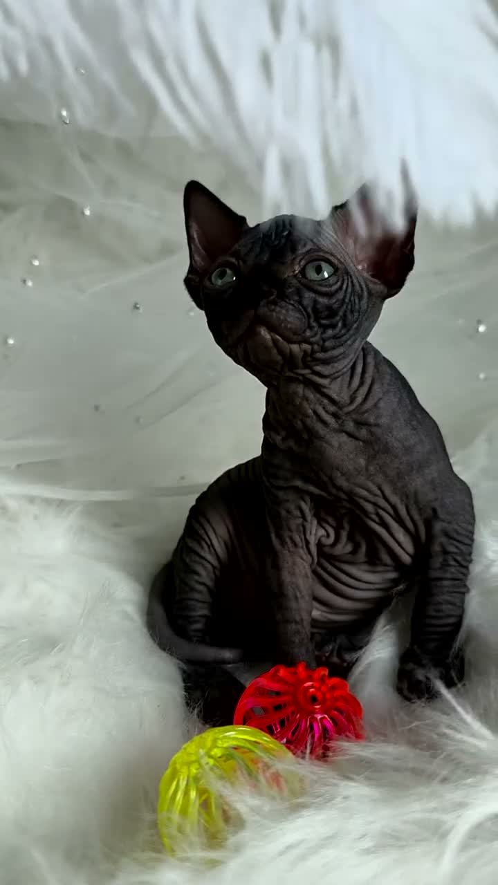 Sphynx cats for sale: ✨ Exceptional Sphynx Kittens Available ✨ - Video 4