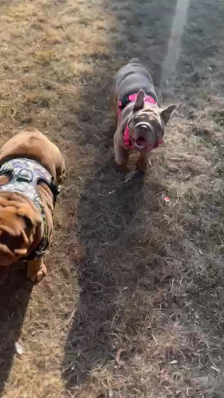 English Bulldog dogs for sale: Female lilac bulldog  in West Bromwich - Video 1