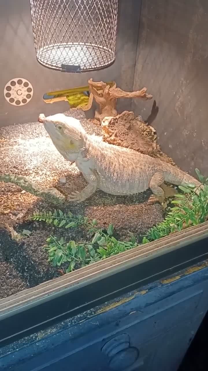 Bearded Dragon reptiles for sale: Bearded dragon - Video 1