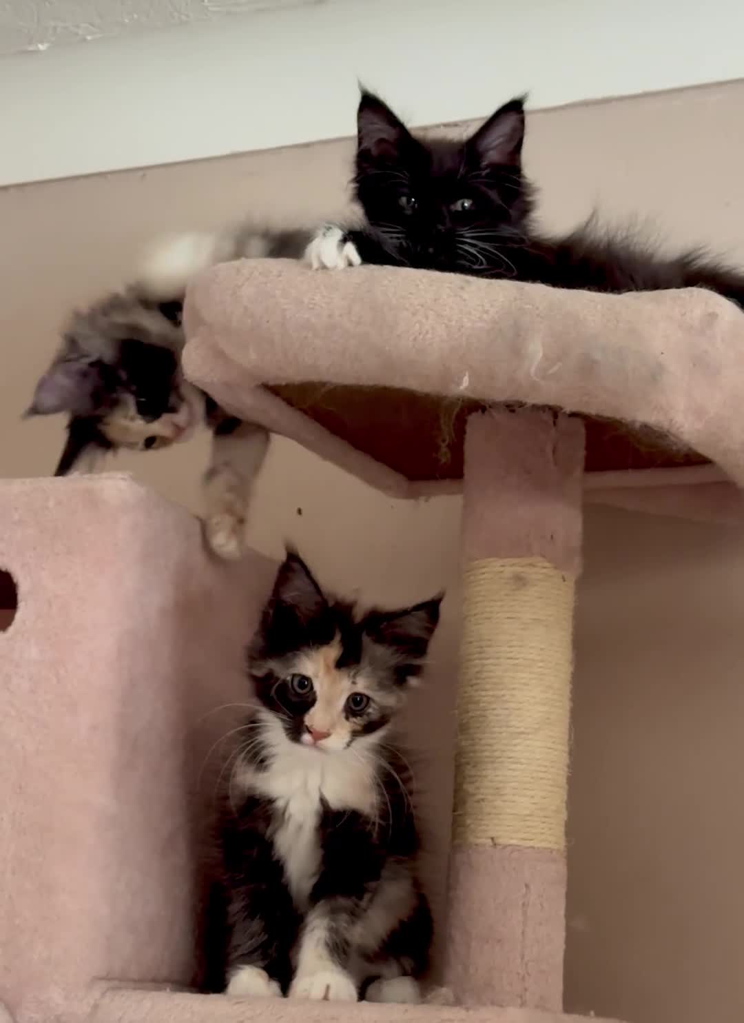 Maine Coon cats for sale: PEDIGREE MAINE COON KITTENS 3 boys/3girls - Video 4