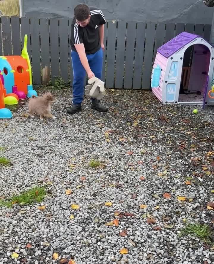 Pomsky dogs for sale: Tiny toysize lilac Pomsky male puppy for sale  - Video 1
