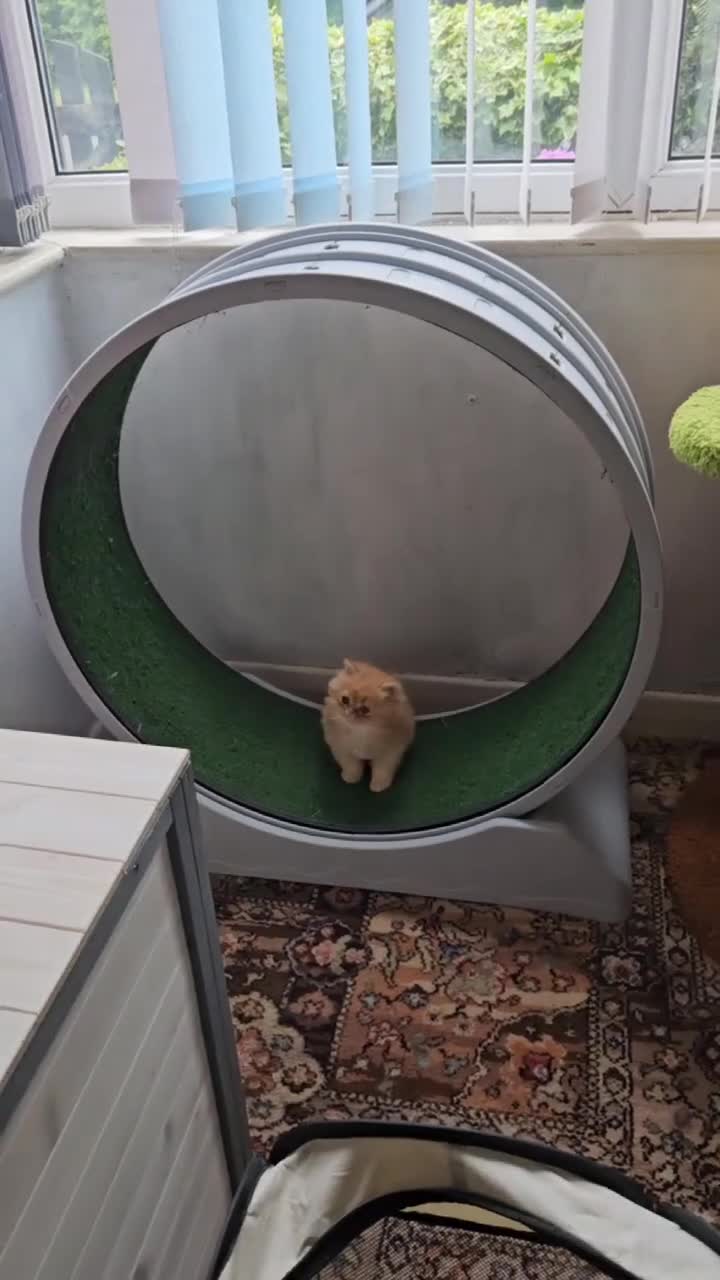 Persian cats for sale: Persian kittens - Video 3