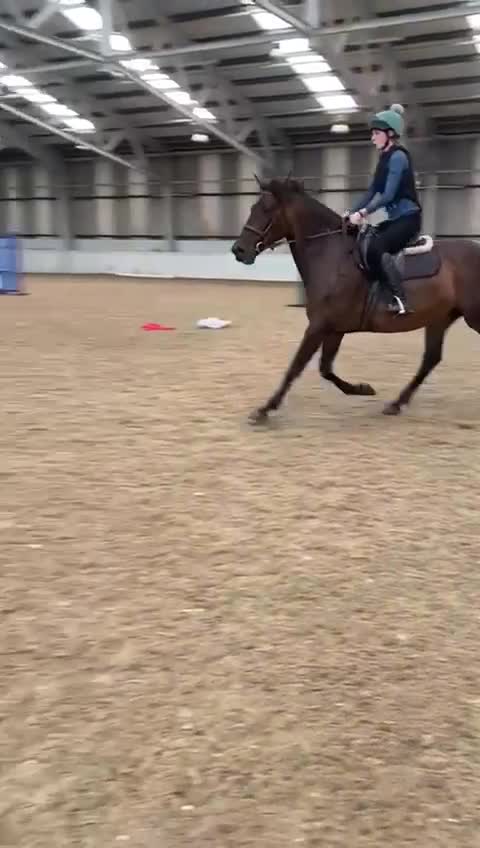 Andalusian horses for sale: FOR SALE: Stunning 10-Year-Old Andalusian PRE Mare - Video 2